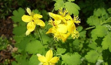 Zasady korzystania z Celandine z brodawek