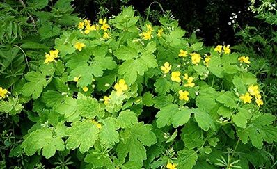 użycie Celandine z brodawek