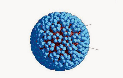 Model 3D wirusa HPV